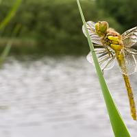 Common Darter wideangle 